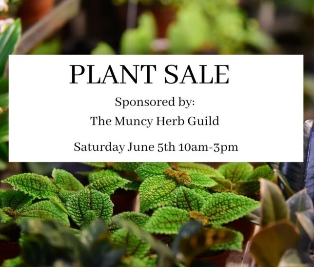 Read more about the article Plant Sale